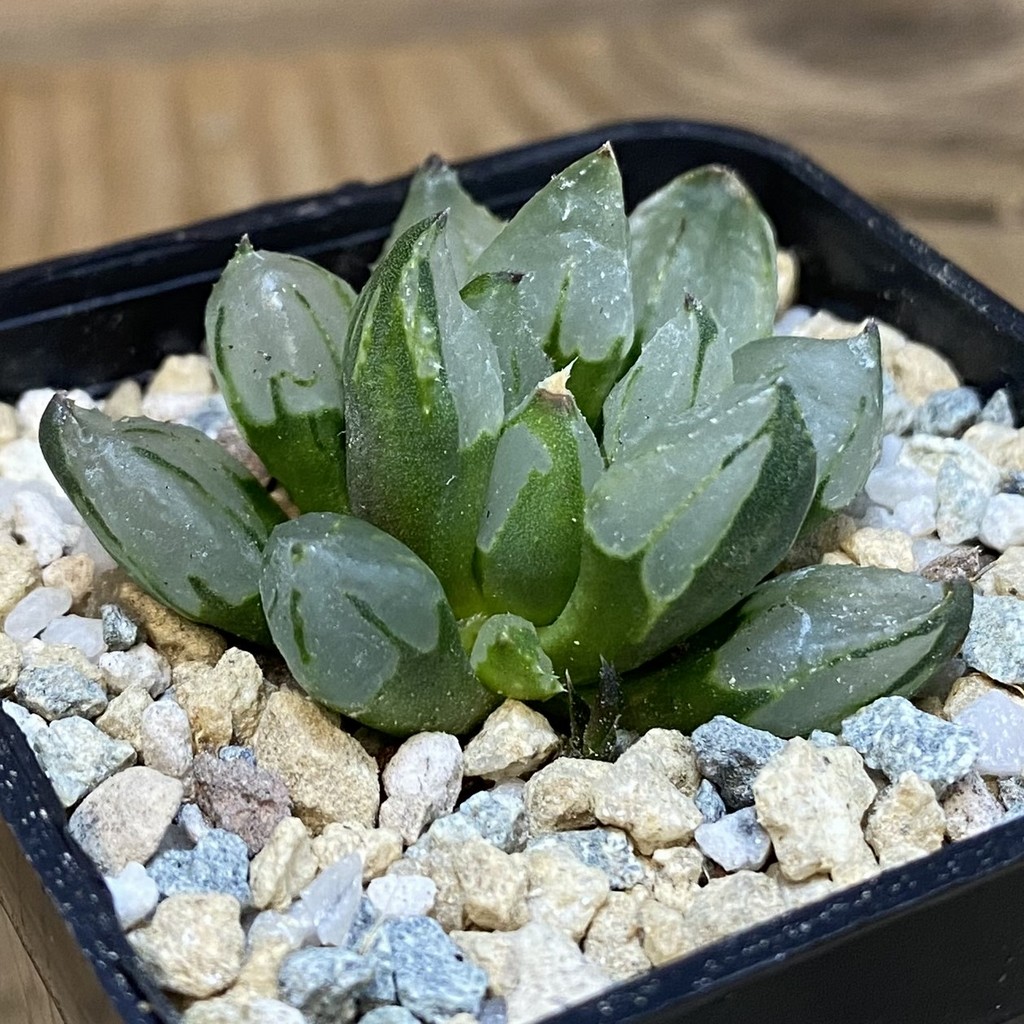 SH27937 Haworthia 'Christmas Candle' - Image 2