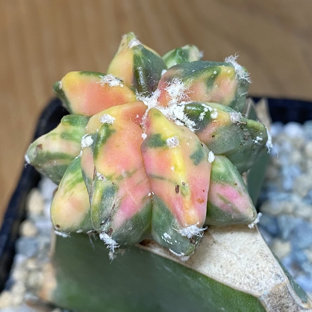 SH27907 Astrophytum myriostigma ‘Kikko' f. variegata, grafted