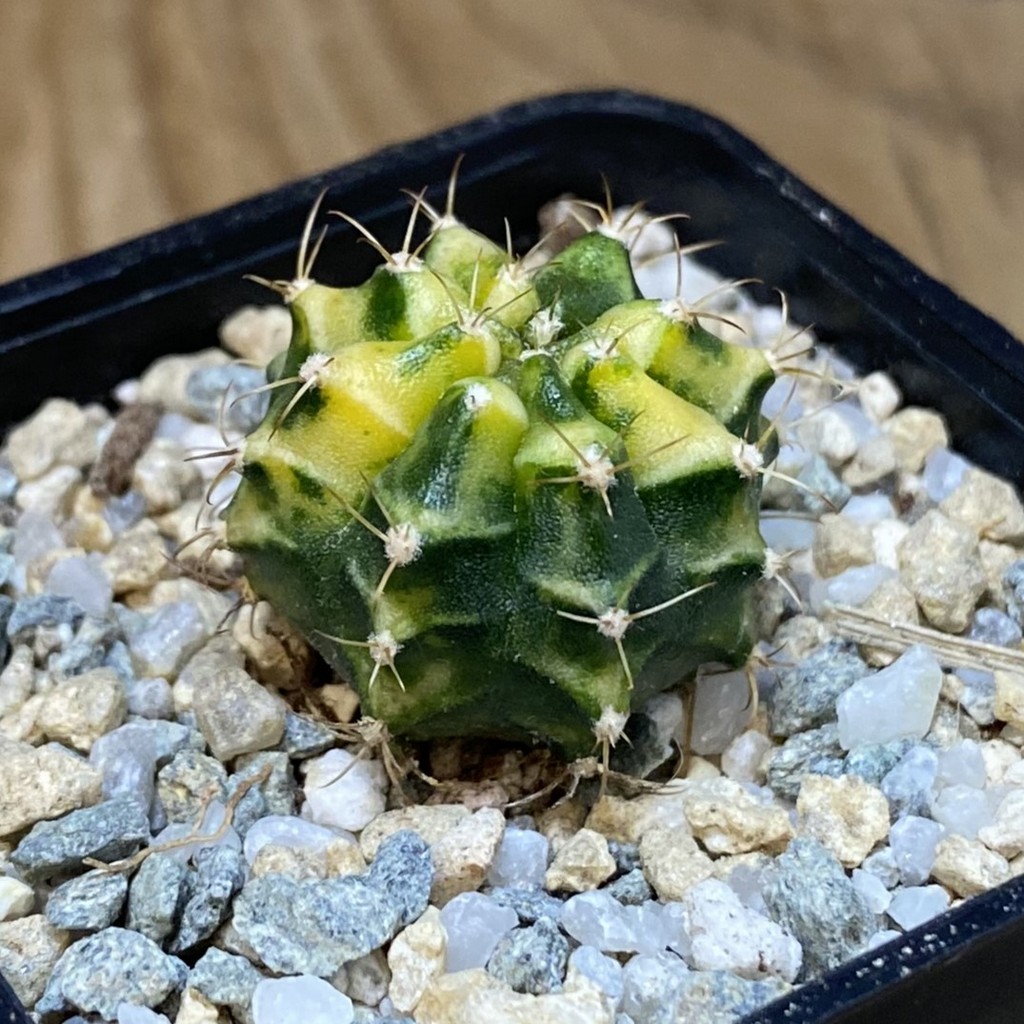 SH27938 Gymnocalycium mihanovichii f. variegata - Image 2