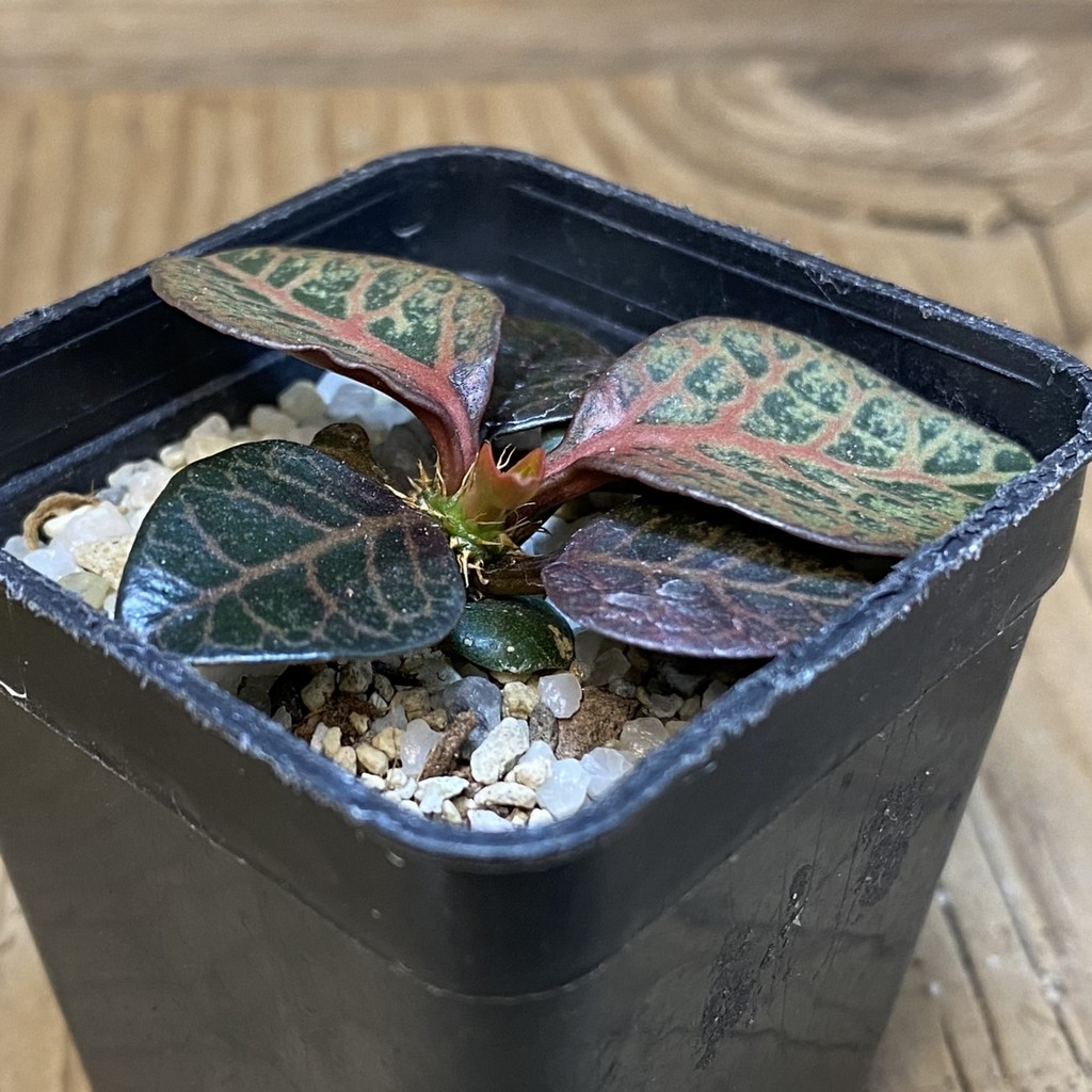 SH27940 Euphorbia francoisii hybrid - Image 2
