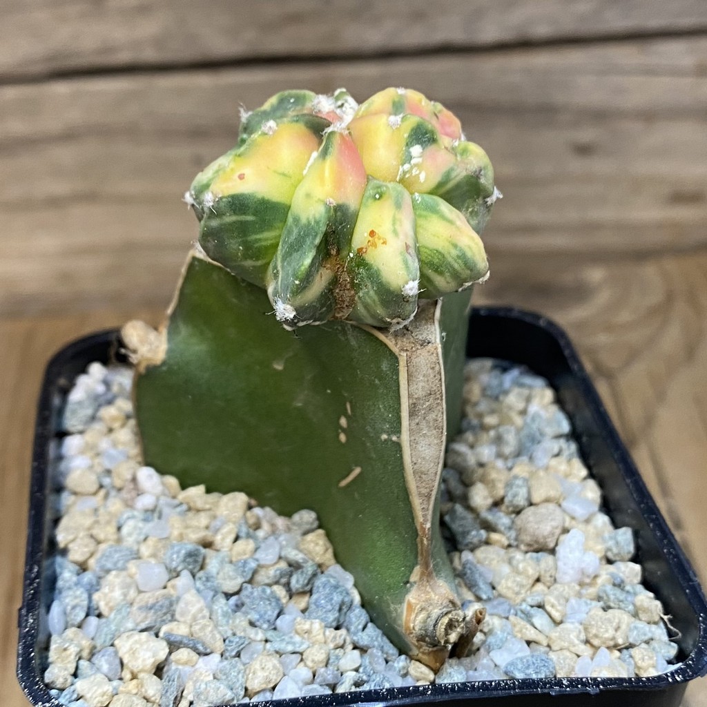 SH27907 Astrophytum myriostigma ‘Kikko' f. variegata, grafted - Image 2