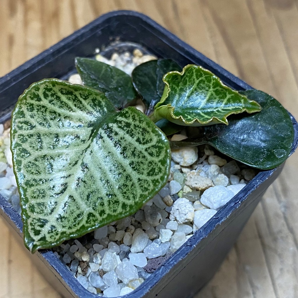 SH27941 Euphorbia francoisii hybrid