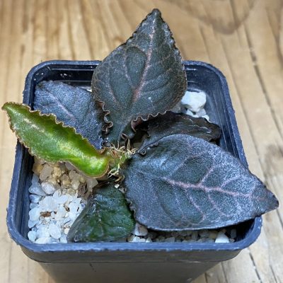 SH27942 Euphorbia francoisii hybrid