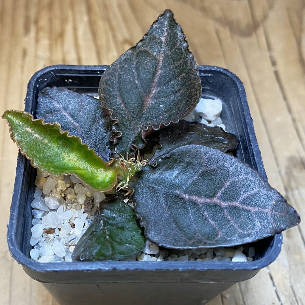 SH27942 Euphorbia francoisii hybrid
