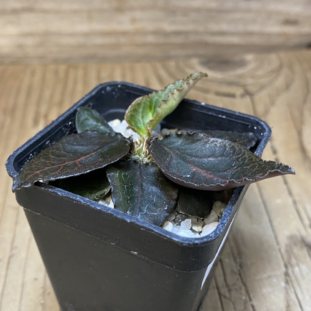 SH27942 Euphorbia francoisii hybrid - Image 2