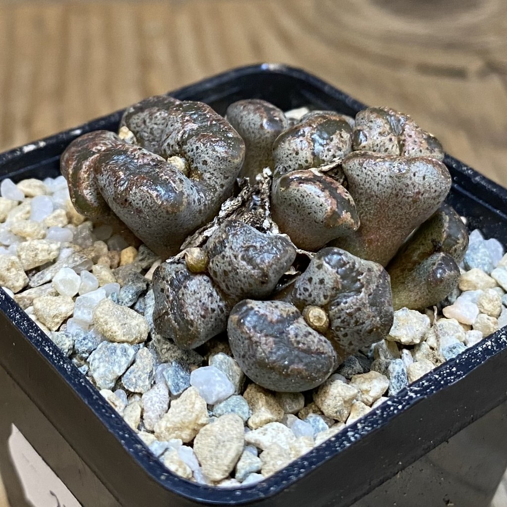SH27945 Conophytum pellucidum, seedling - Image 2