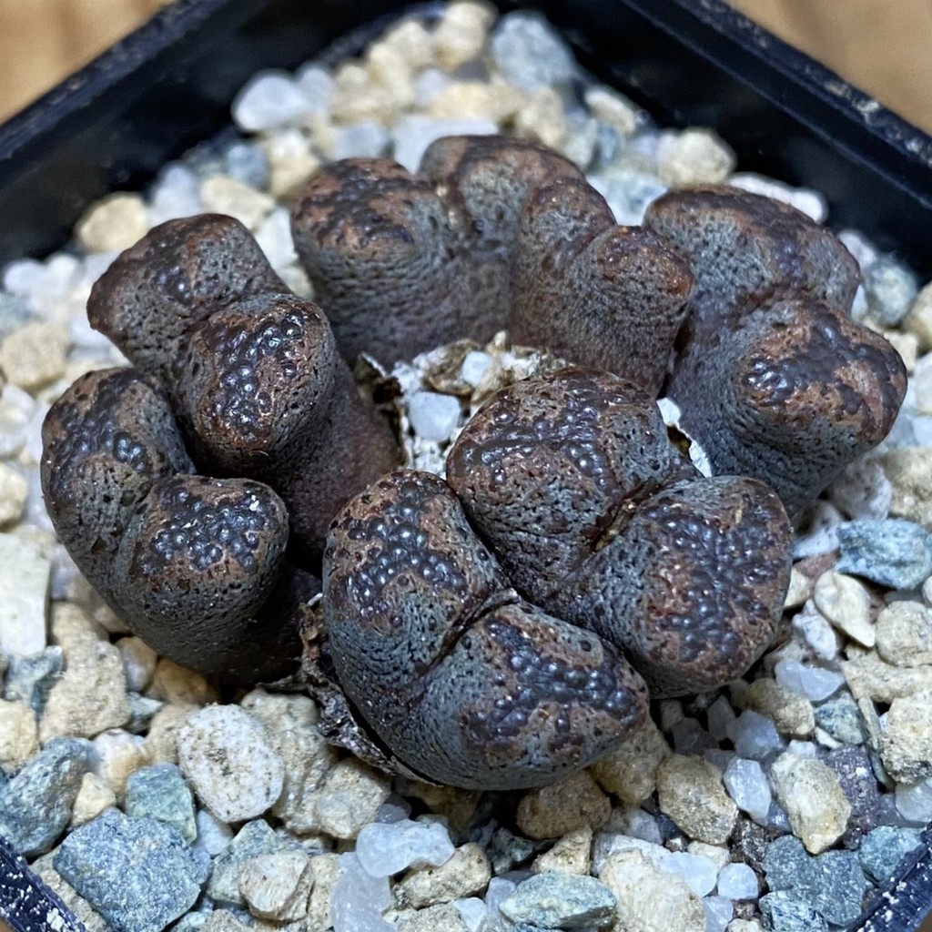 SH27946 Conophytum pellucidum, seedling