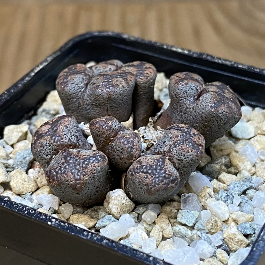 SH27946 Conophytum pellucidum, seedling - Image 2