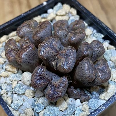 SH27948 Conophytum pellucidum, seedling