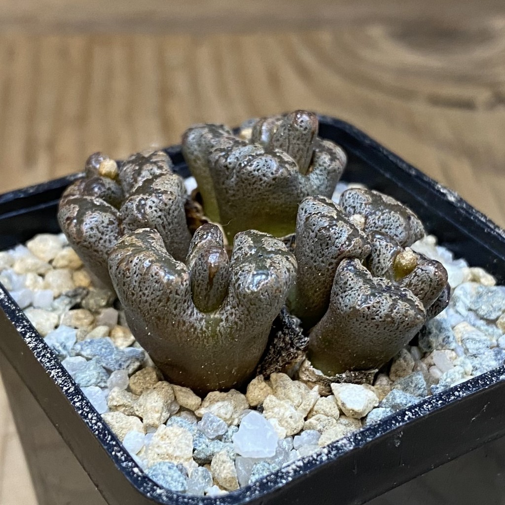 SH27949 Conophytum pellucidum, seedling - Image 2