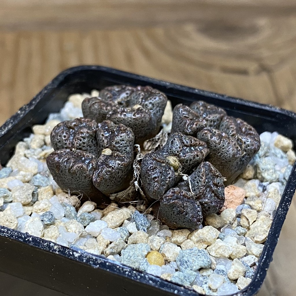 SH27950 Conophytum pellucidum, seedling - Image 2