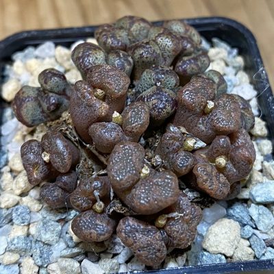 SH27952 Conophytum pellucidum, seedling