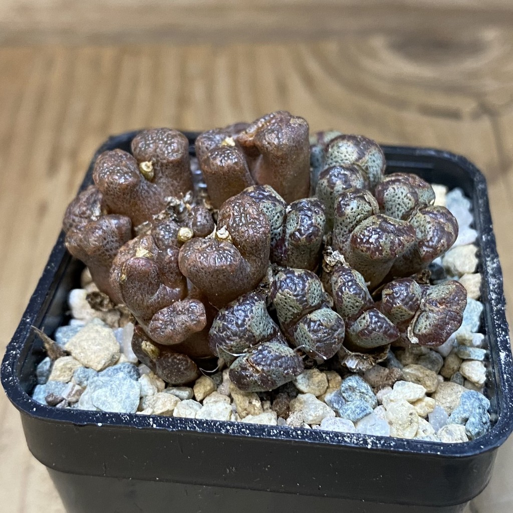 SH27952 Conophytum pellucidum, seedling - Image 2