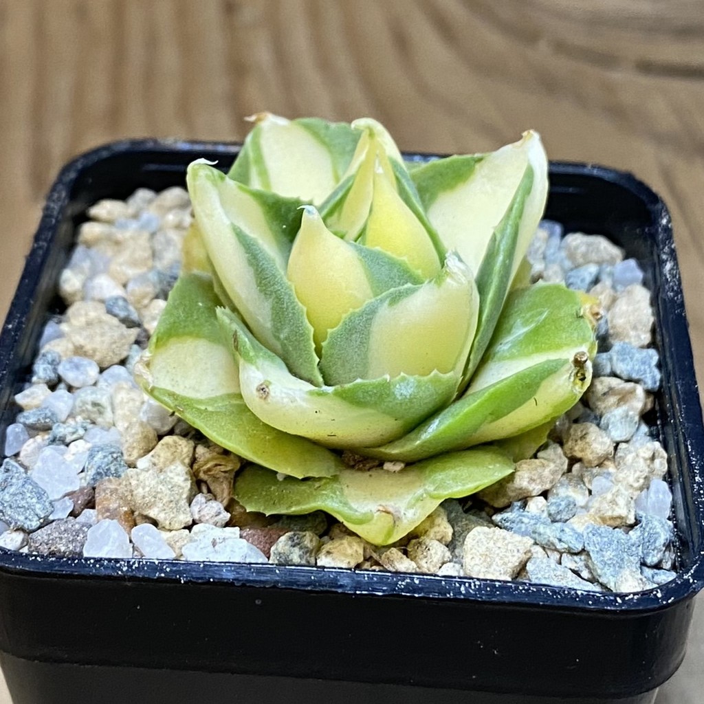 SH27959 Agave isthmensis -Ohi Raijin Yellow- - Image 2