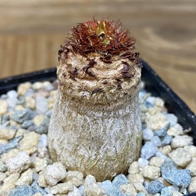 SH27963 Euphorbia ramena