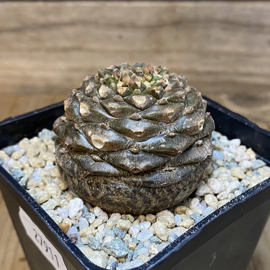 SH27911 Euphorbia bupleurifolia - Image 2