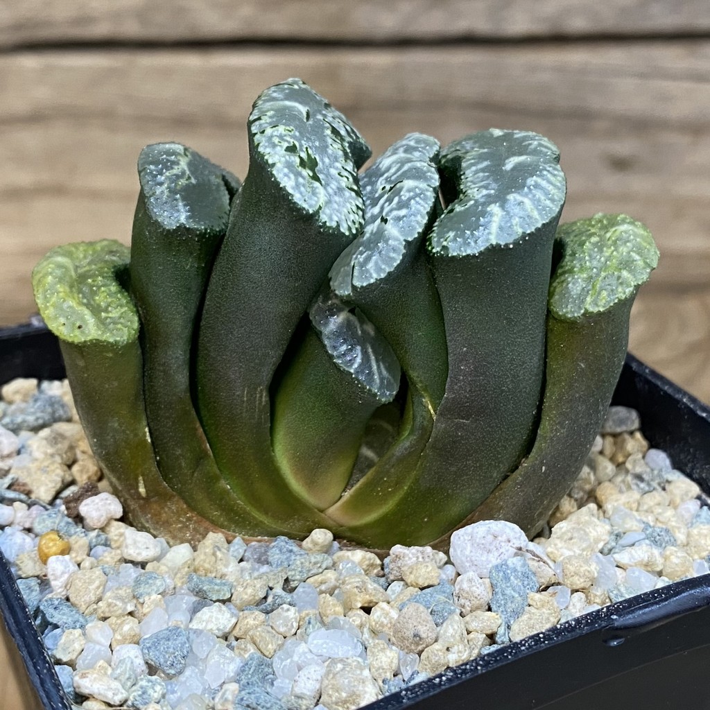 SH27918 Haworthia truncata 'Kurobutai' - Image 2