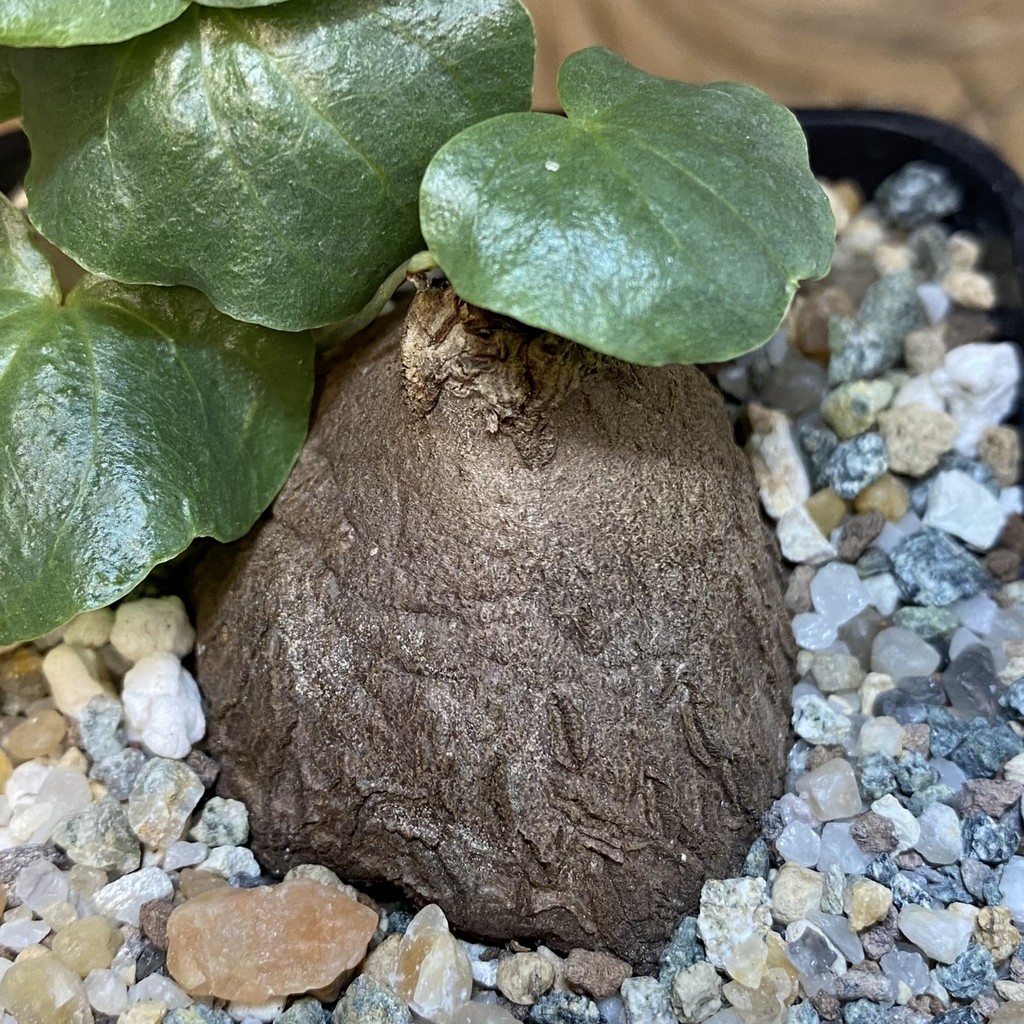 SH27924 Dioscorea sylvatica - Image 2