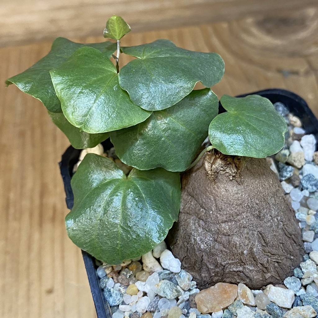 SH27924 Dioscorea sylvatica - Image 3