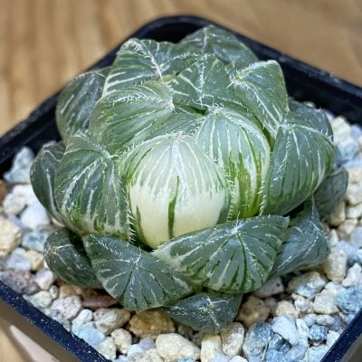 SH27926 Haworthia obtusa f. variegata