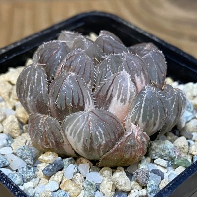 SH27927 Haworthia obtusa f. variegata
