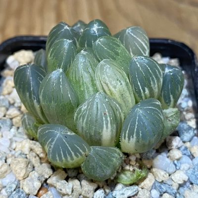 SH27928 Haworthia obtusa f. variegata