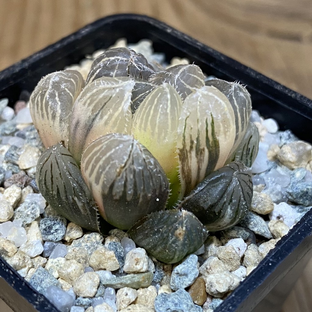 SH27929 Haworthia obtusa f. variegata - Image 2