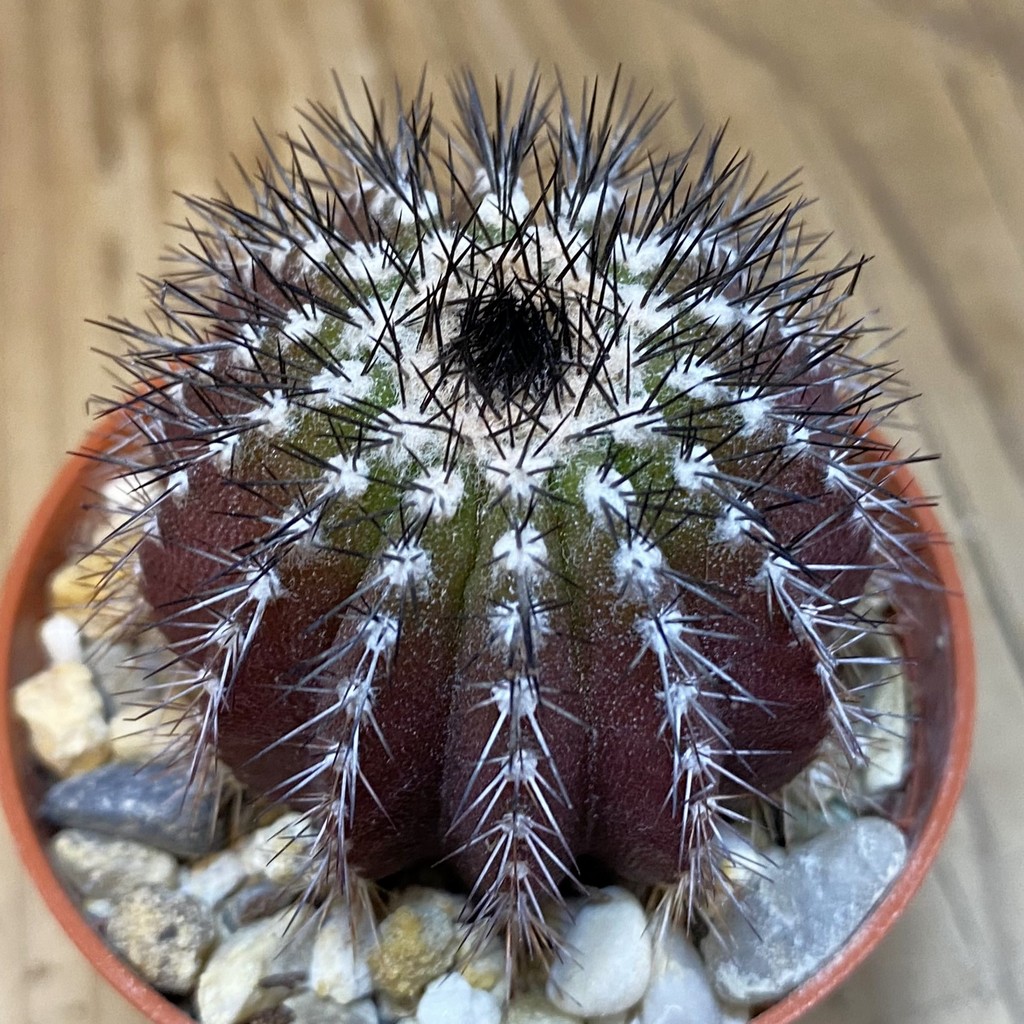 DP28081 Uebelmannia pectinifera