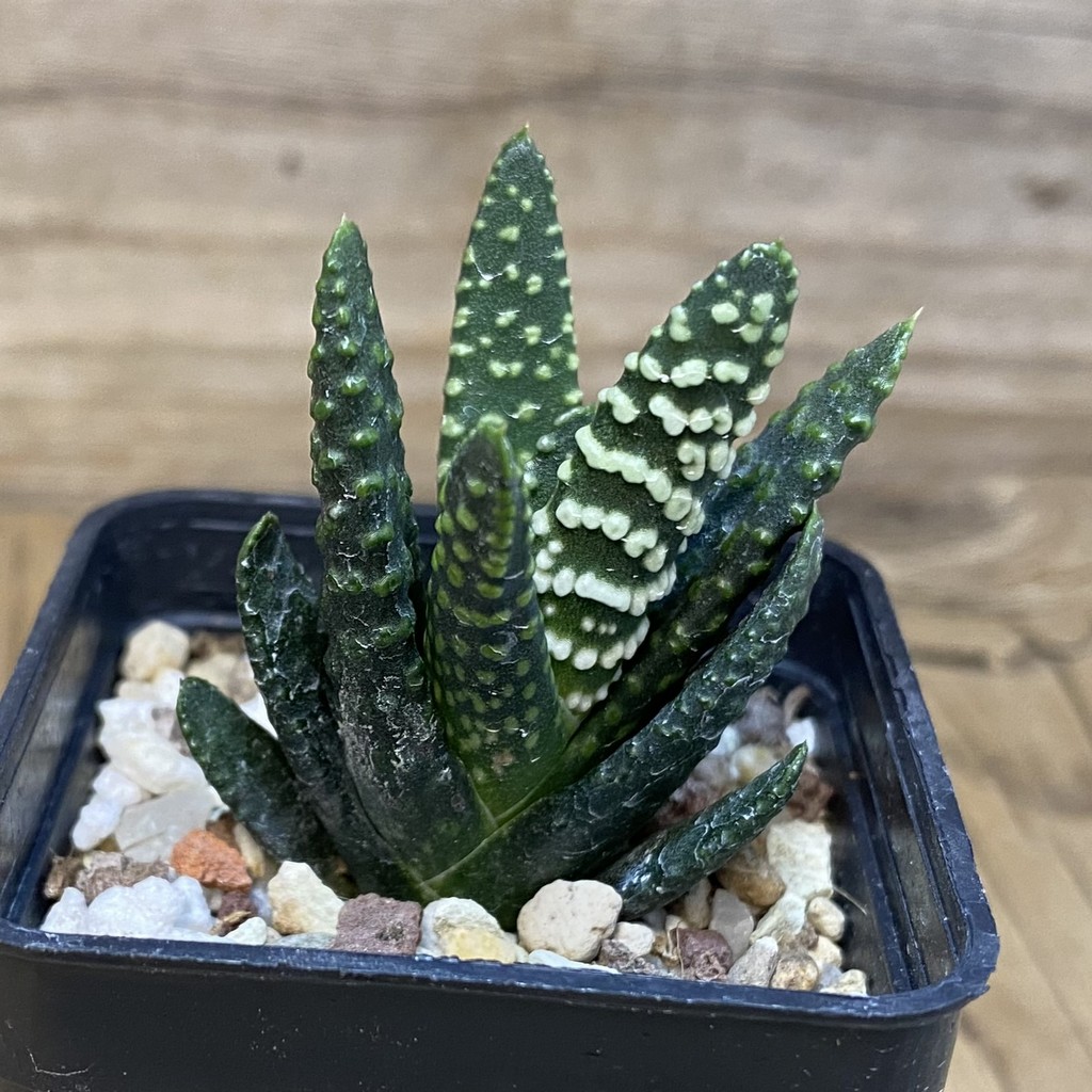 DP28083 Haworthia pumila 'Donut' - Image 2