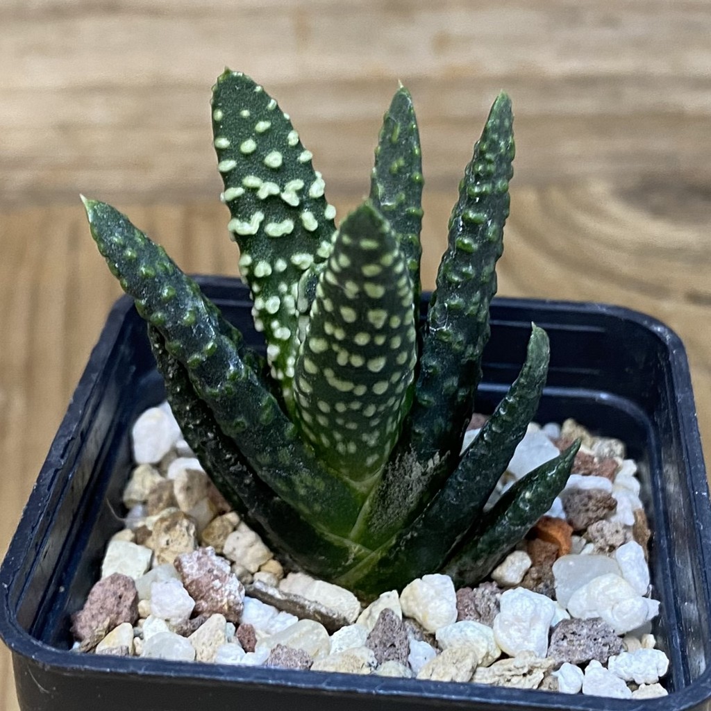 DP28083 Haworthia pumila 'Donut' - Image 3