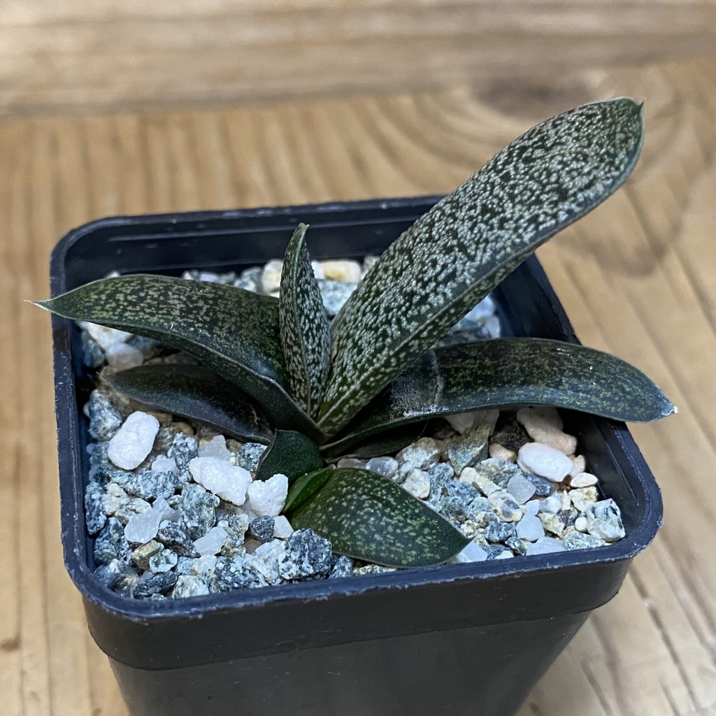 DP28087 Gasteria glomerata hybrid - Image 2