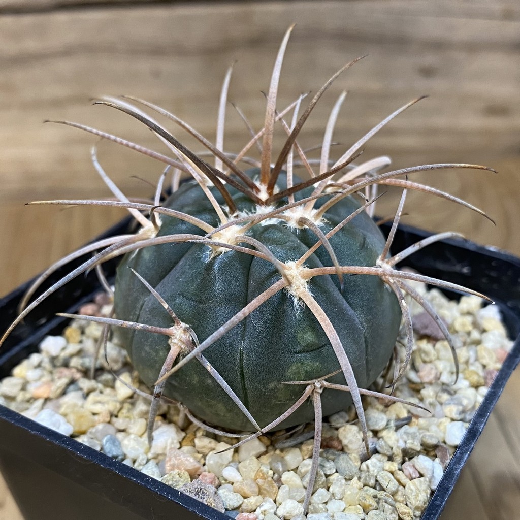 DP28088 Gymnocalycium spegazzinii - Image 2