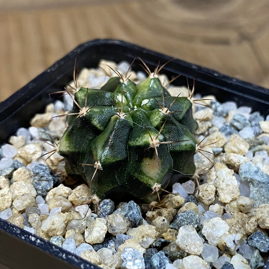 DP28091 Gymnocalycium mihanovichii f. variegata - Image 2