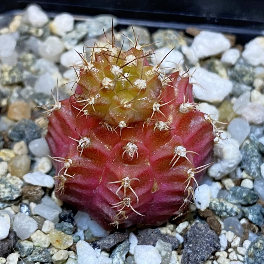 DP28092 Gymnocalycium mihanovichii ‘Neon’ hybrid