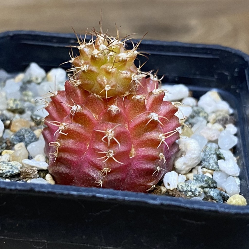 DP28092 Gymnocalycium mihanovichii ‘Neon’ hybrid - Image 2
