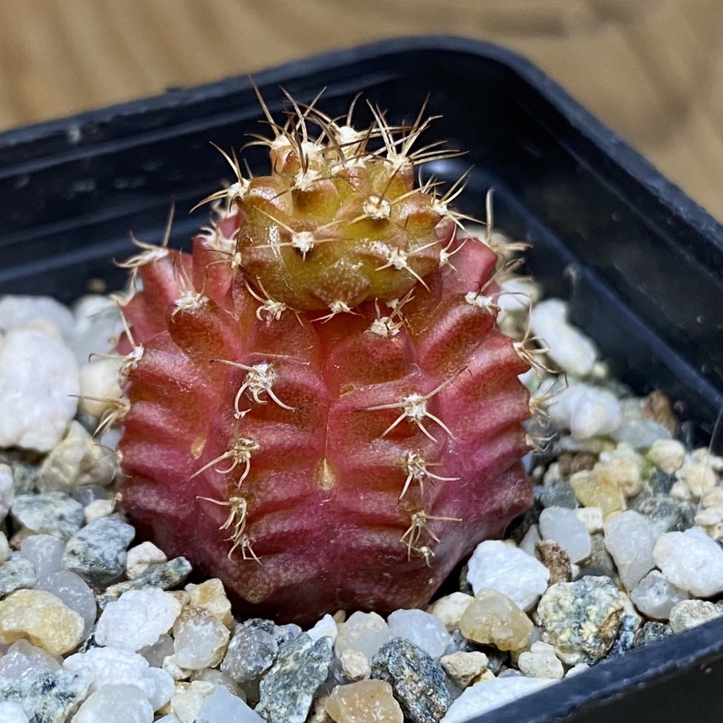 DP28092 Gymnocalycium mihanovichii ‘Neon’ hybrid - Image 3