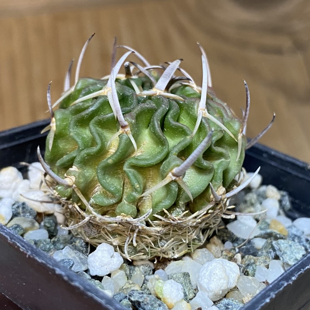 DP28097 Echinofossulocactus phyllacanthus - Image 2