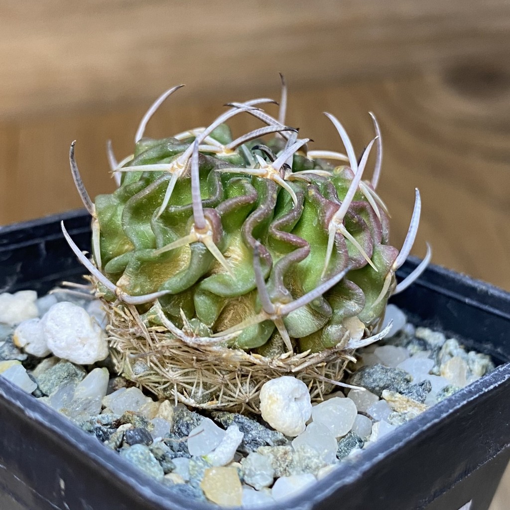 DP28097 Echinofossulocactus phyllacanthus - Image 3