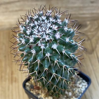 DP28100 Mammillaria polythele