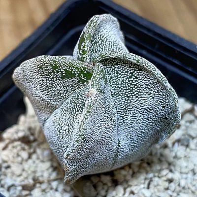 DP28057 Astrophytum myriostigma v. quadricostatum