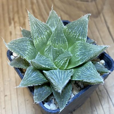 DP28113 Haworthia cooperi 'White Fox' hybrid