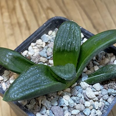 DP28115 Haworthia springbokvlakensis hybrid