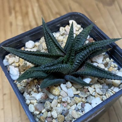 DP28116 Haworthia limifolia ex variegata