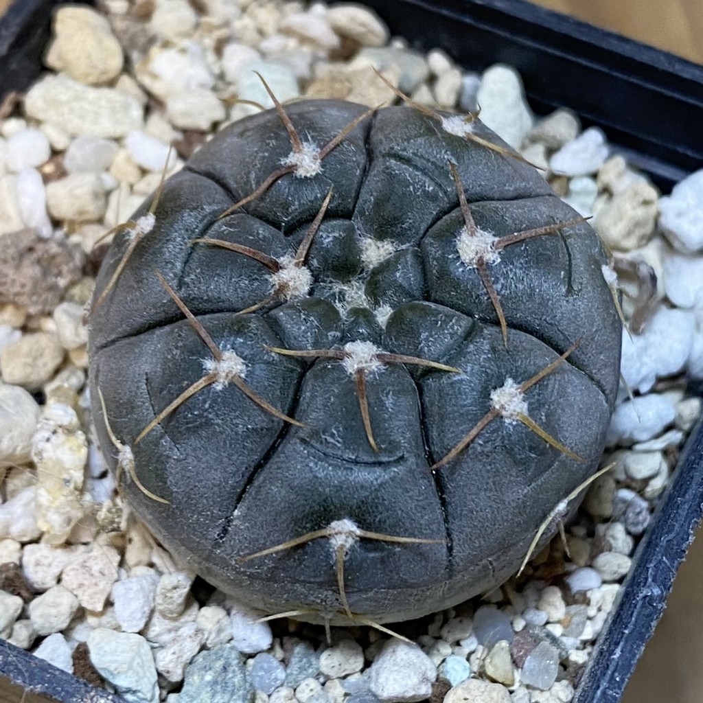 DP28059 Gymnocalycium nogolense VG 412