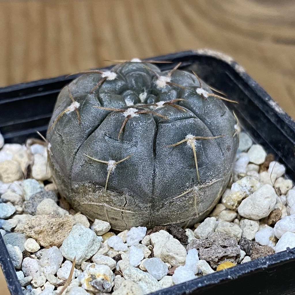 DP28059 Gymnocalycium nogolense VG 412 - Image 2