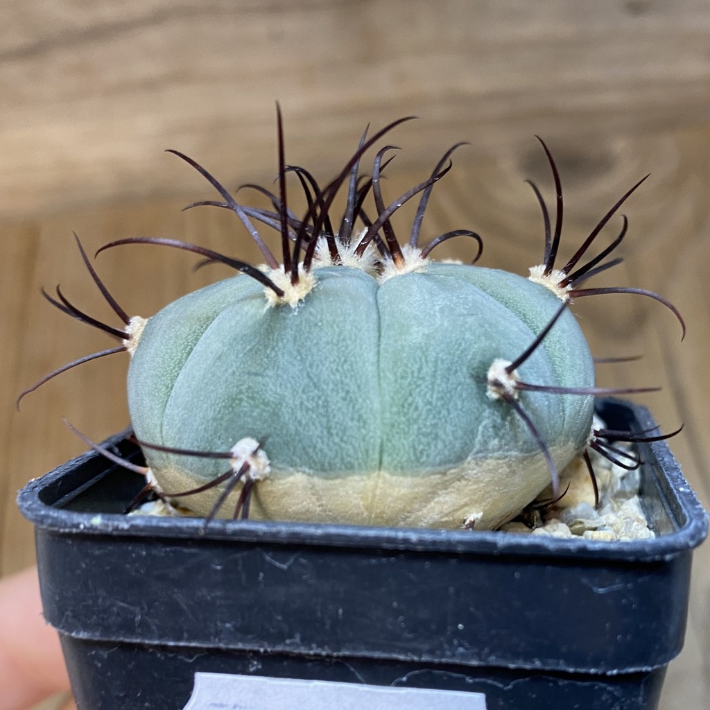 DP28060 Gymnocalycium cabreraense VOS 2122 - Image 2