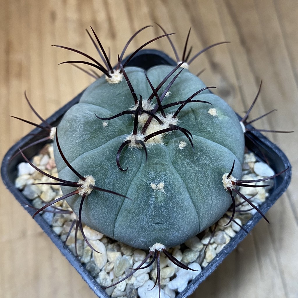 DP28060 Gymnocalycium cabreraense VOS 2122 - Image 3