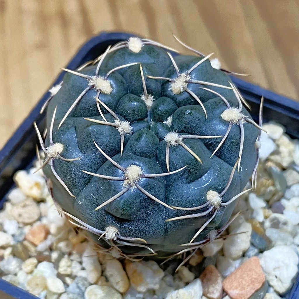 DP28061 Gymnocalycium aff. robustum