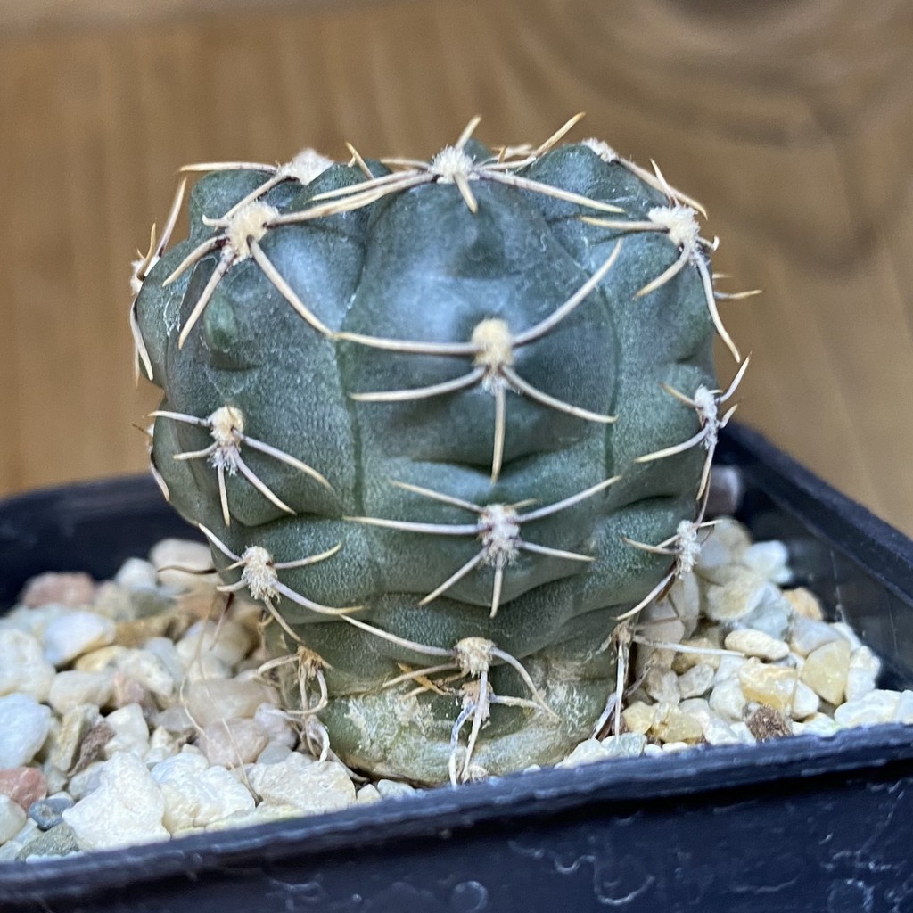 DP28061 Gymnocalycium aff. robustum - Image 2