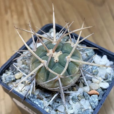 DP28063 Gymnocalycium armatum